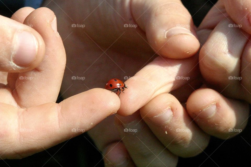 Ladybug moving from finger to finger