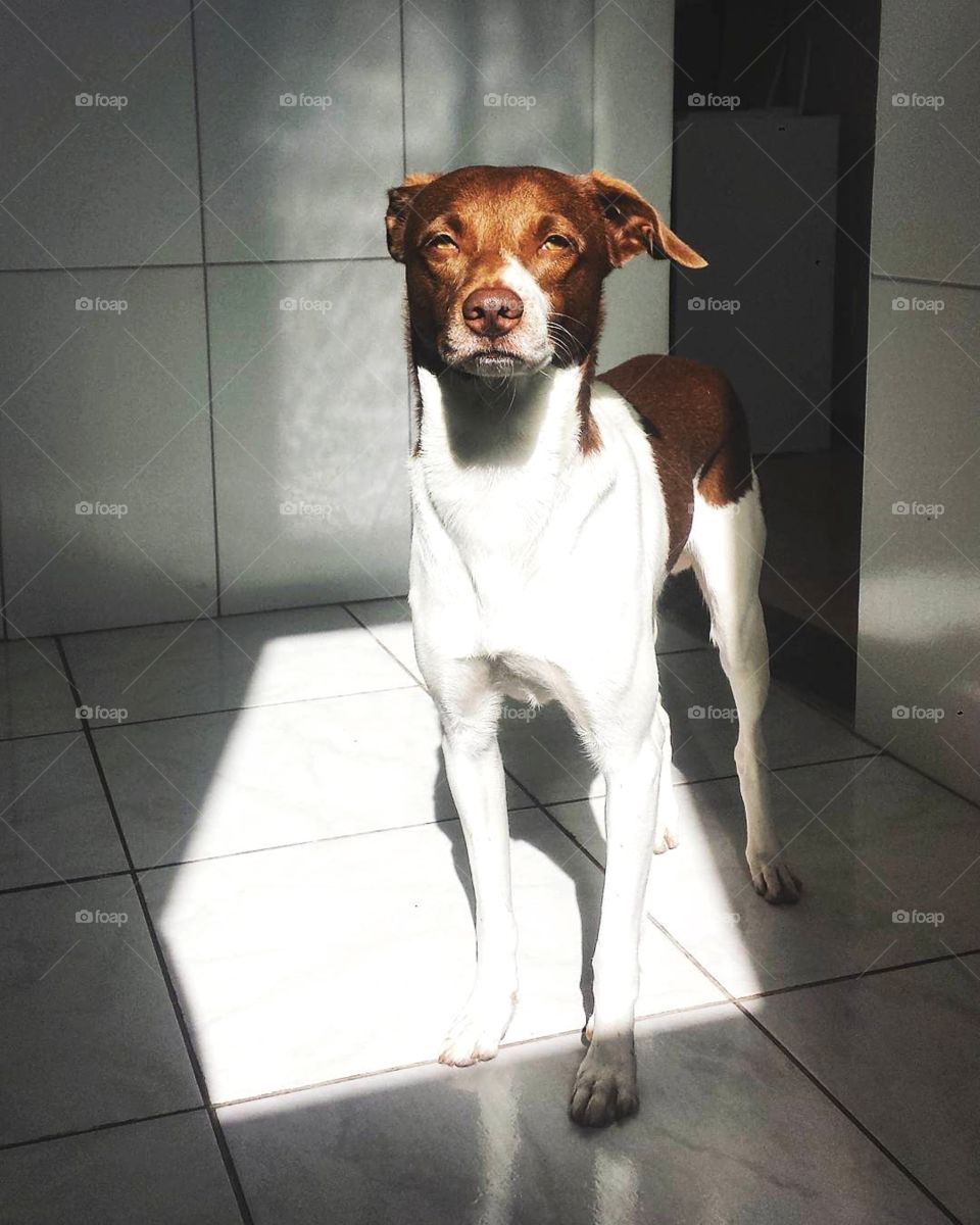 Dog Portrait Sunbathing
