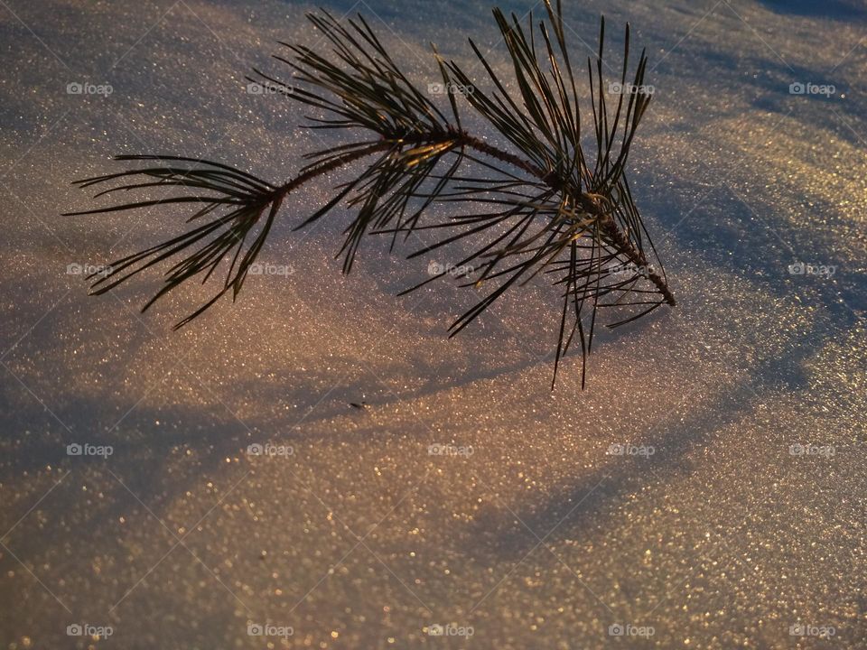 photo of snowy landskape at sunset. Snow reflects sunlight. Photo is in warm photos. pine