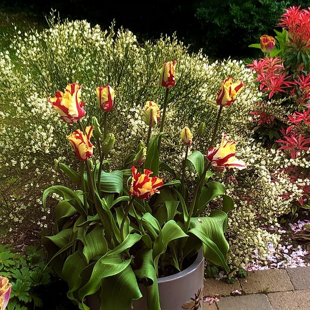 Tulip display