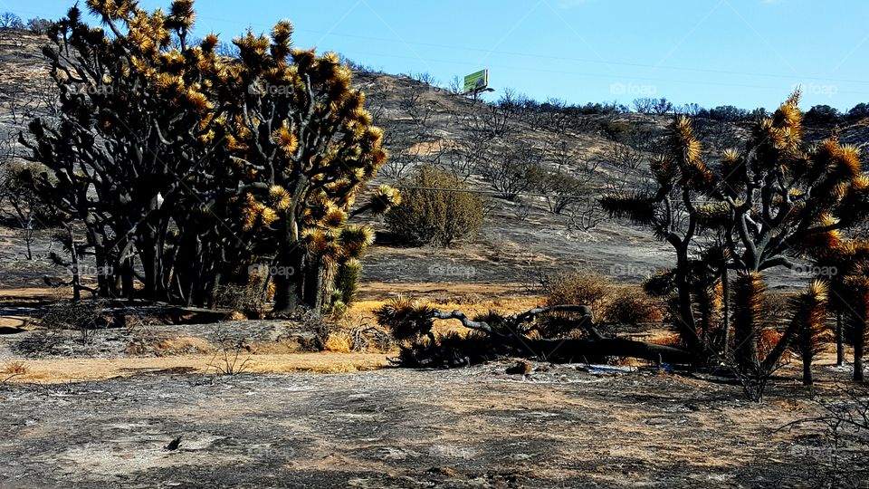 Desert destroyed by fire