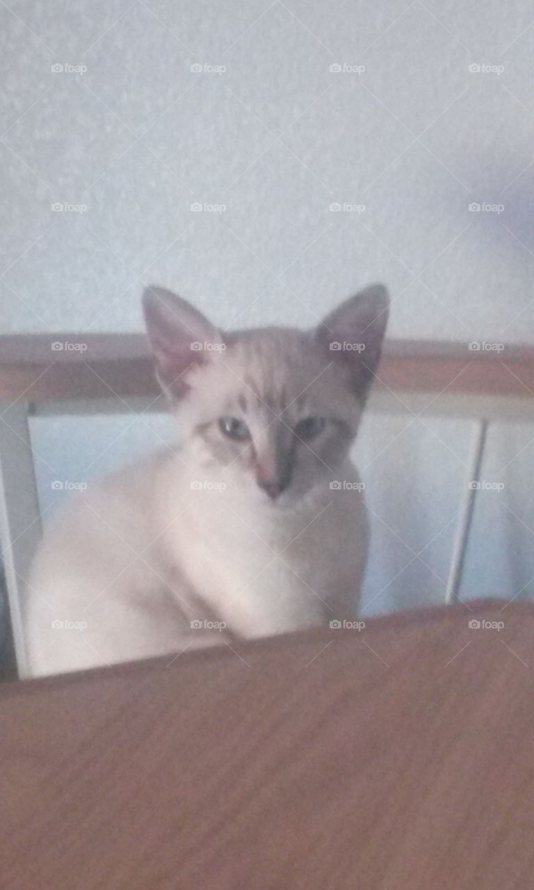 Pip Squeek awakens out of nap
She is ready for food 
Sitting at the kitchen table 
Ok you big person food time