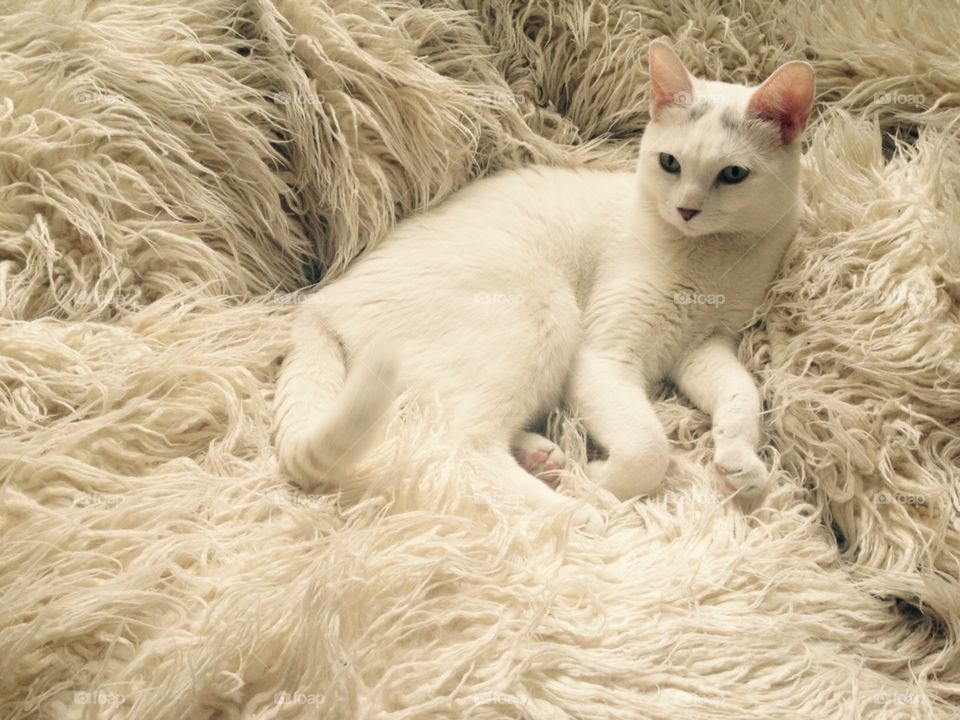 Cat chilling in a very furry pillow 