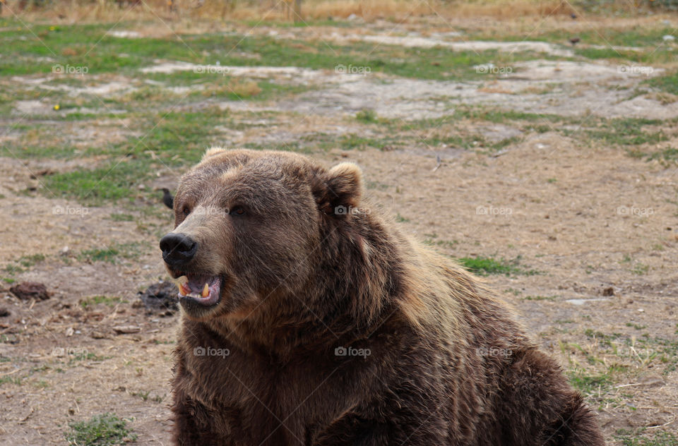 Bear sitting and watching