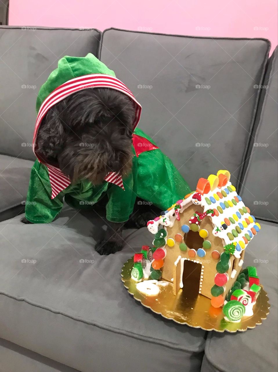 Dog Christmas