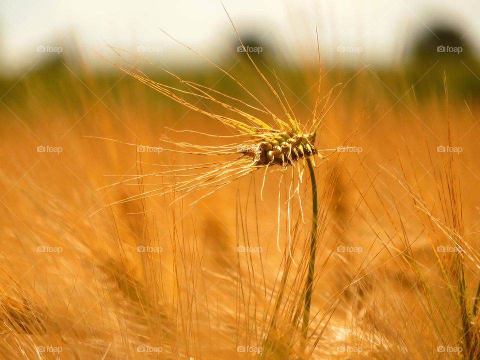 detail of rye ear