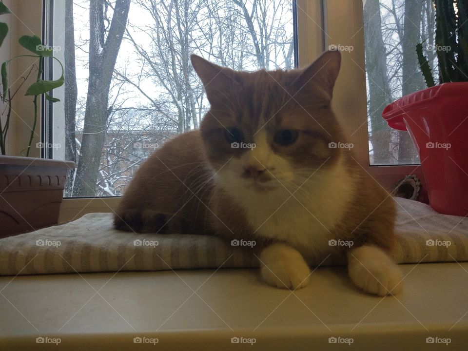 Cat, Portrait, Sleep, Room, Family