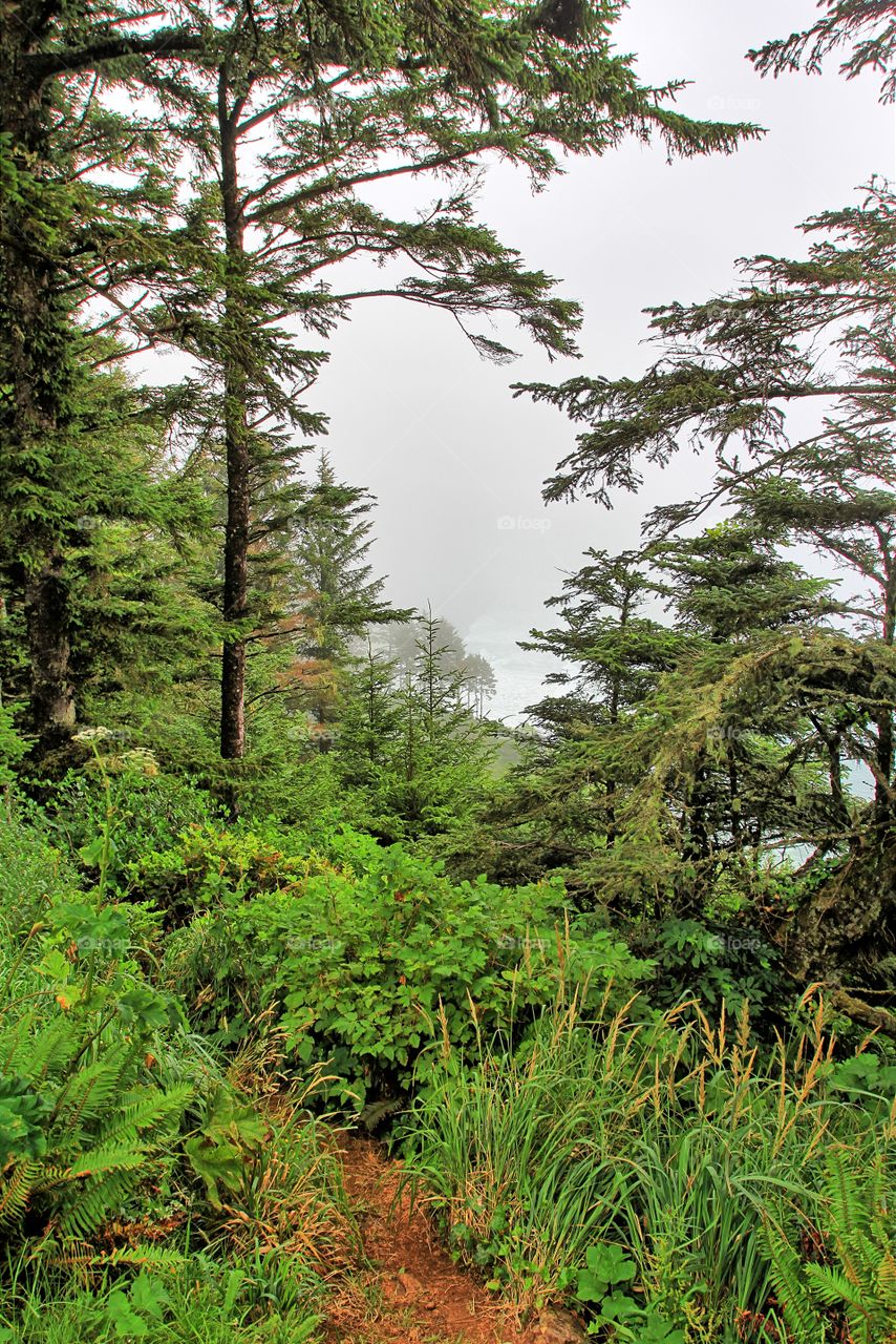 Siuslaw National Forest