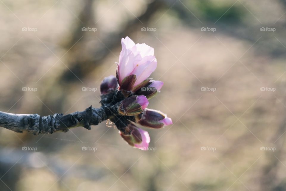 Little pink blossom