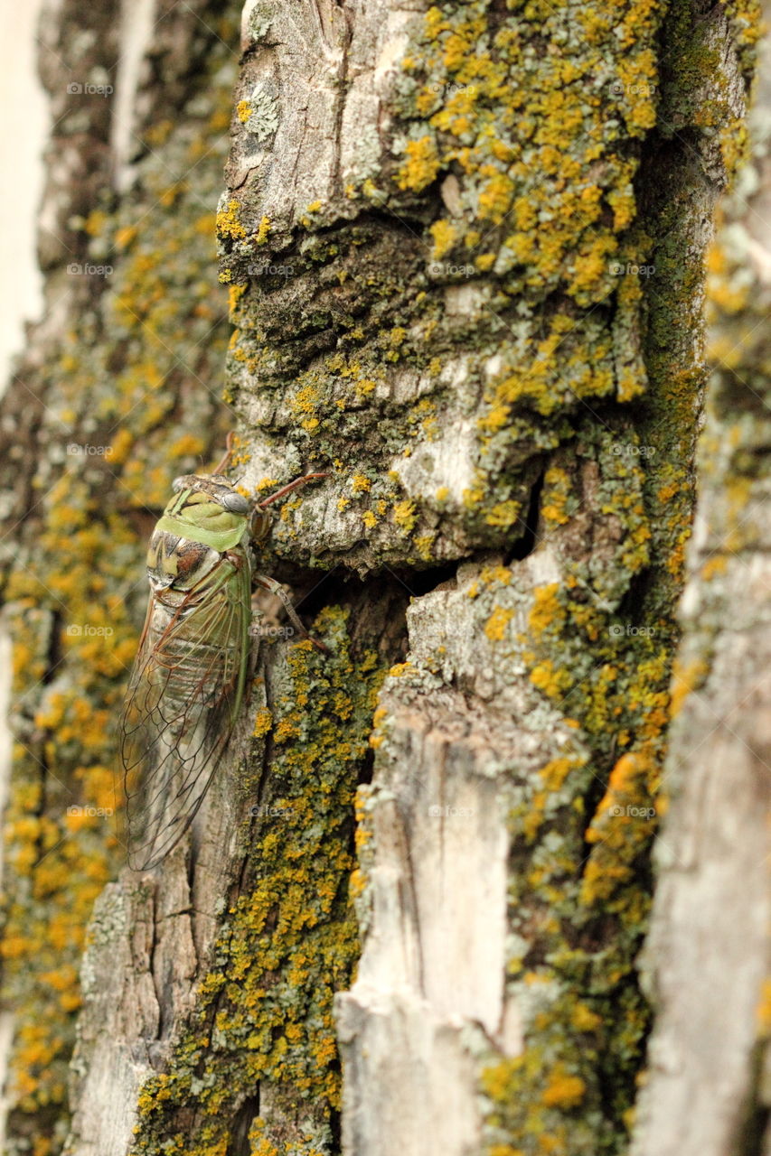 Grasshopper on the tree trunk