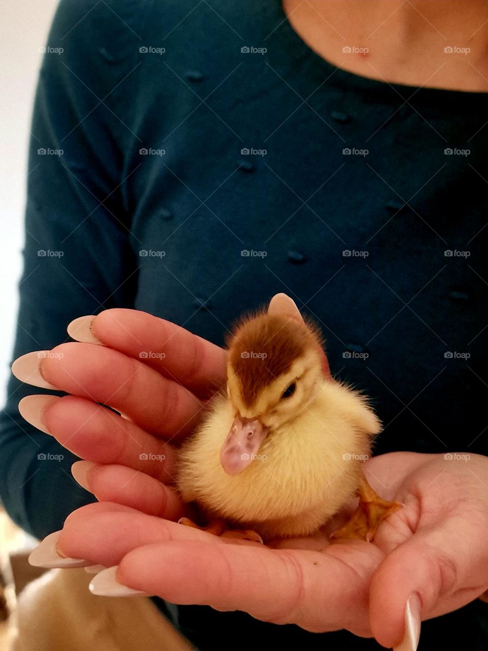 baby duck