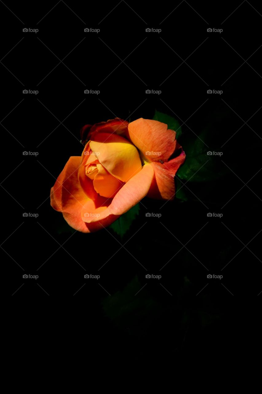 Roses, black background , flowers, nature 
