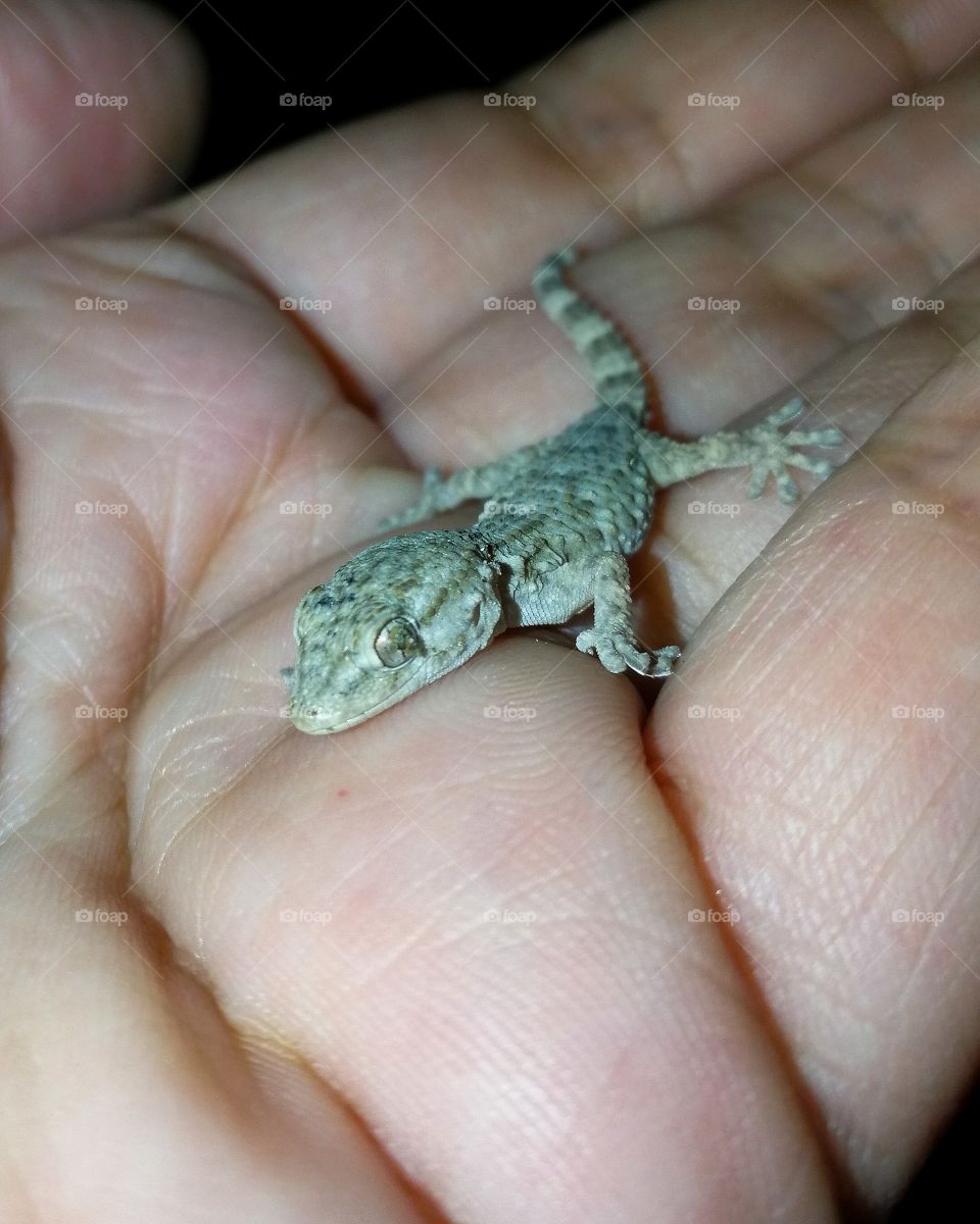 gecko