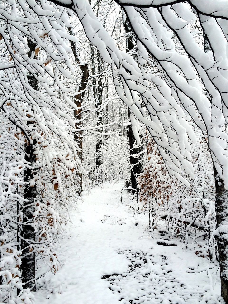 Winter path