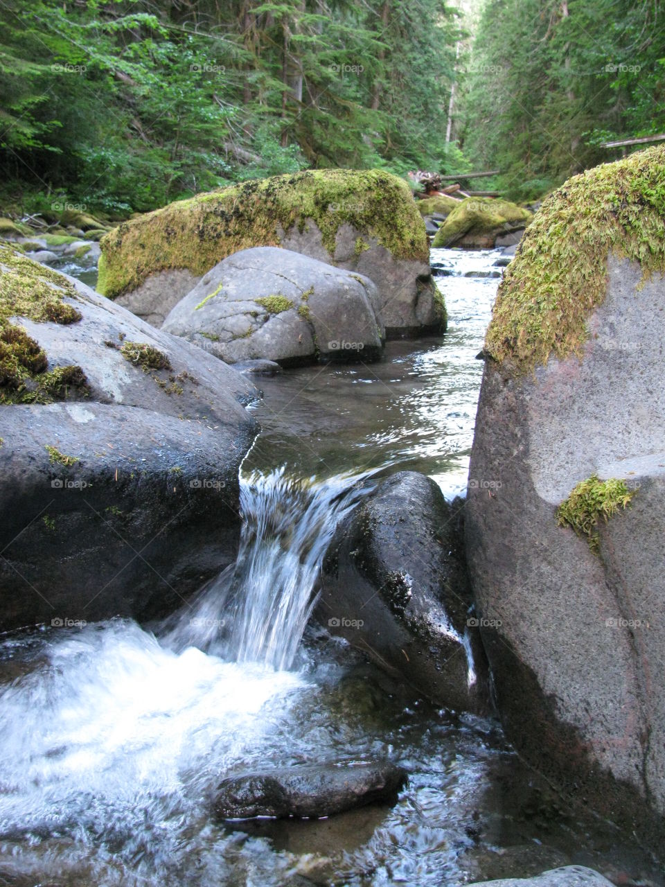 Along the trail leading to Bagby Hot Springs,  Oregon. An afternoon hike along the bubbling water. 