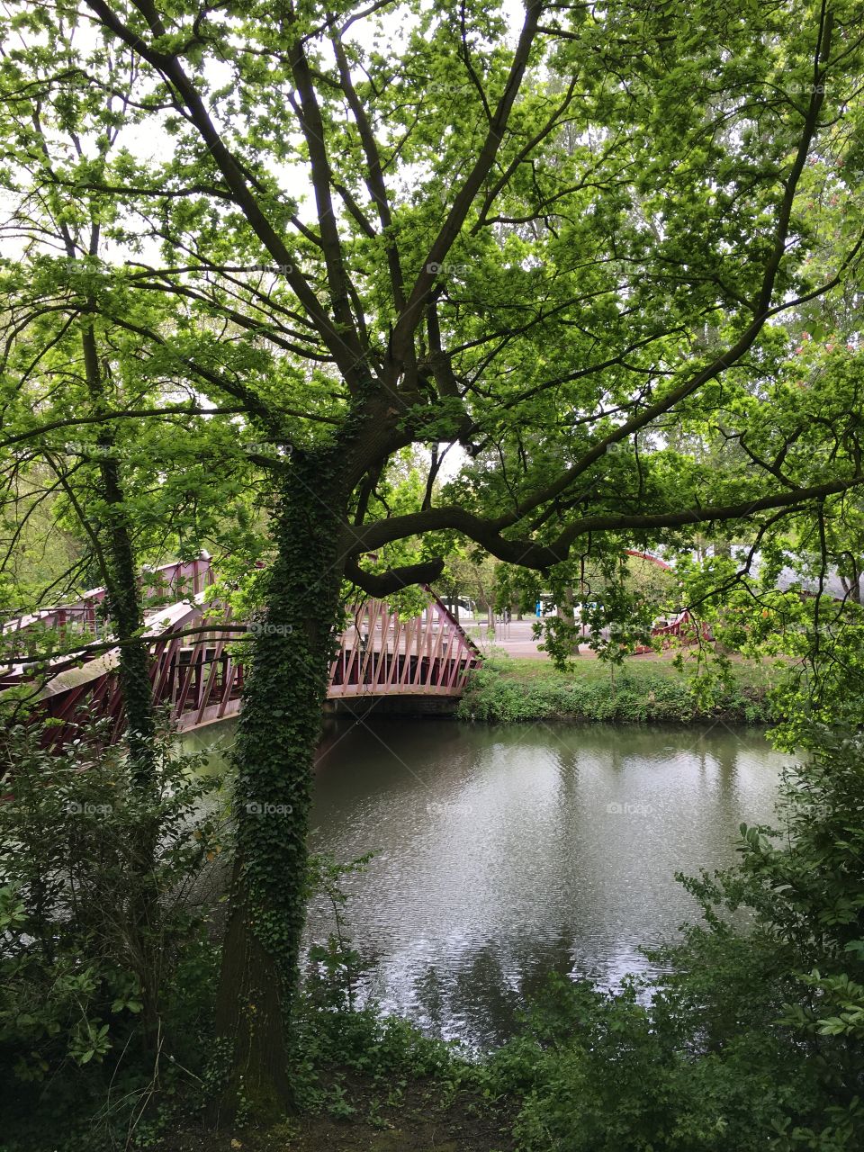 Bridge and a tree