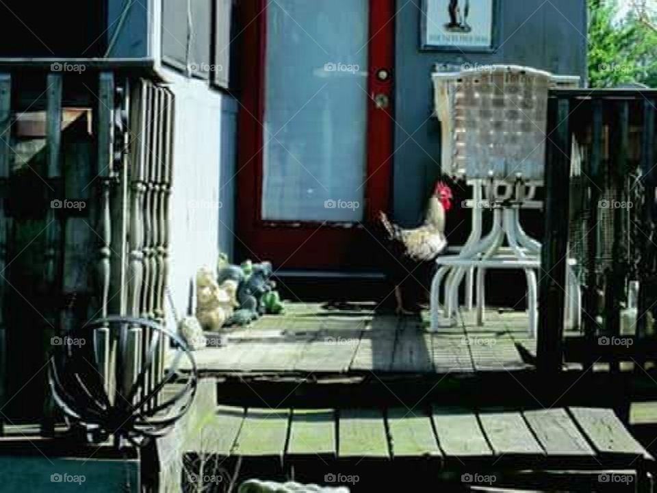 Real rooster on the porch