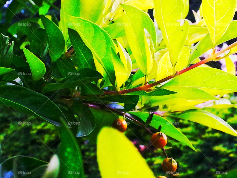 go green. grow green