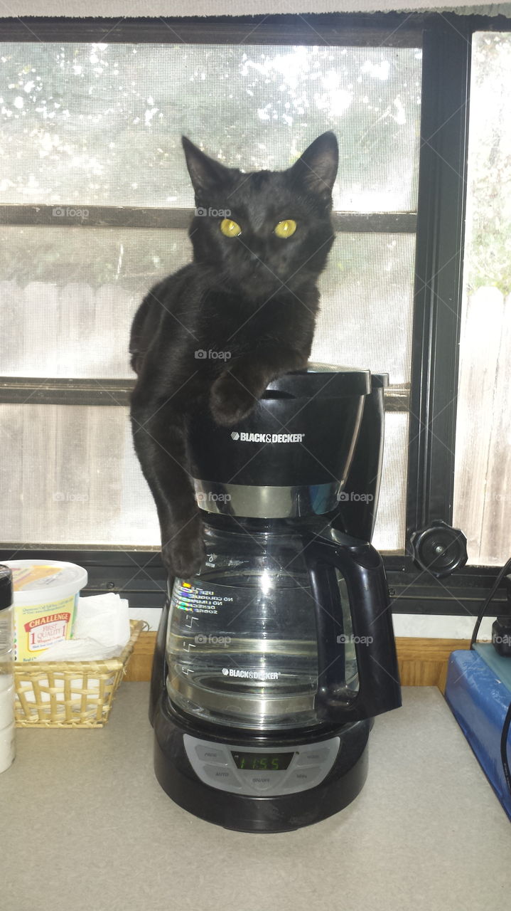 Lounging on the coffee maker