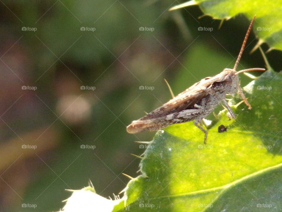 Grashüpfer auf einem Blatt