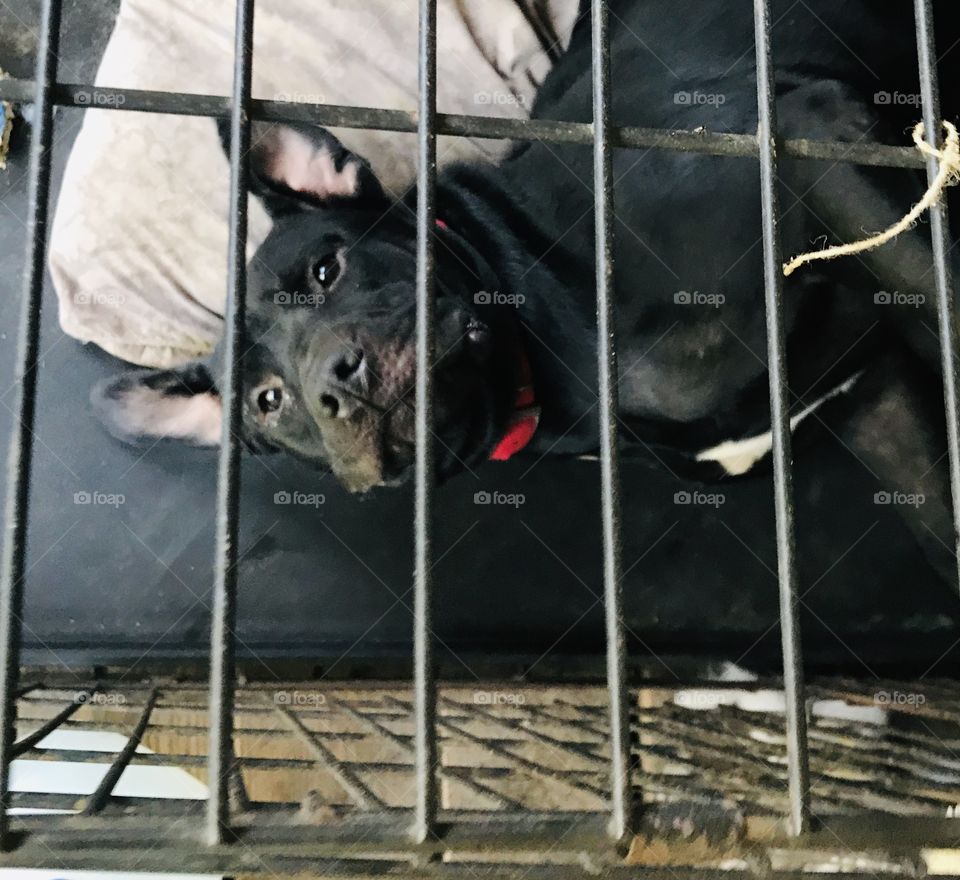 Rectangles make up Barnabas’ dog crate...oops! Woke him up lol! Found in the woods of South Georgia. 