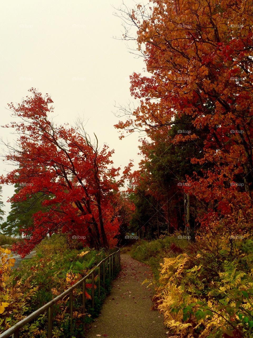 Fall in Maine