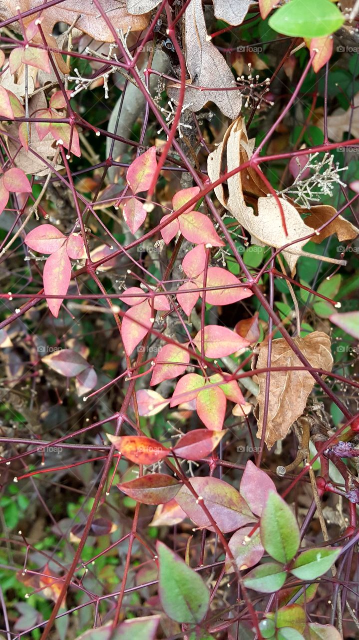 Bright and colorful leaves.