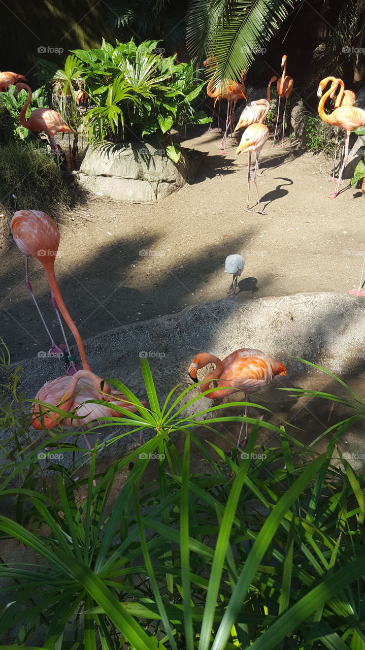 flamingos Audubon zoo New Orleans