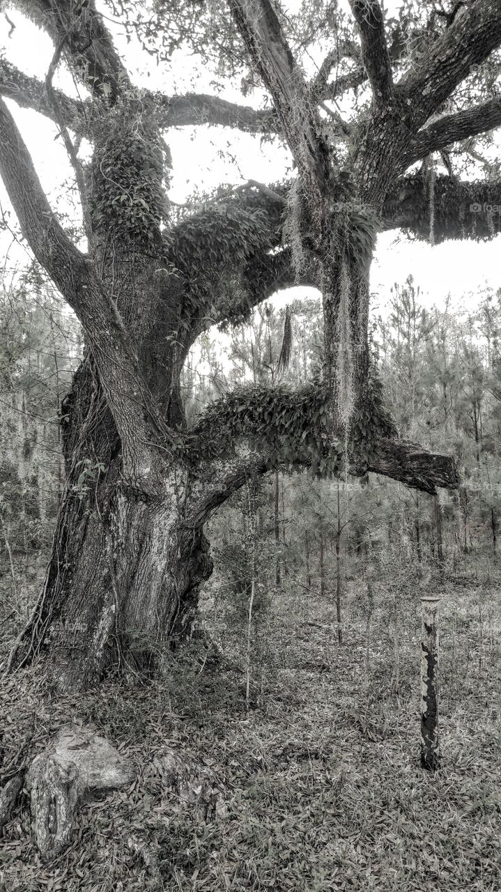 old live oak tree