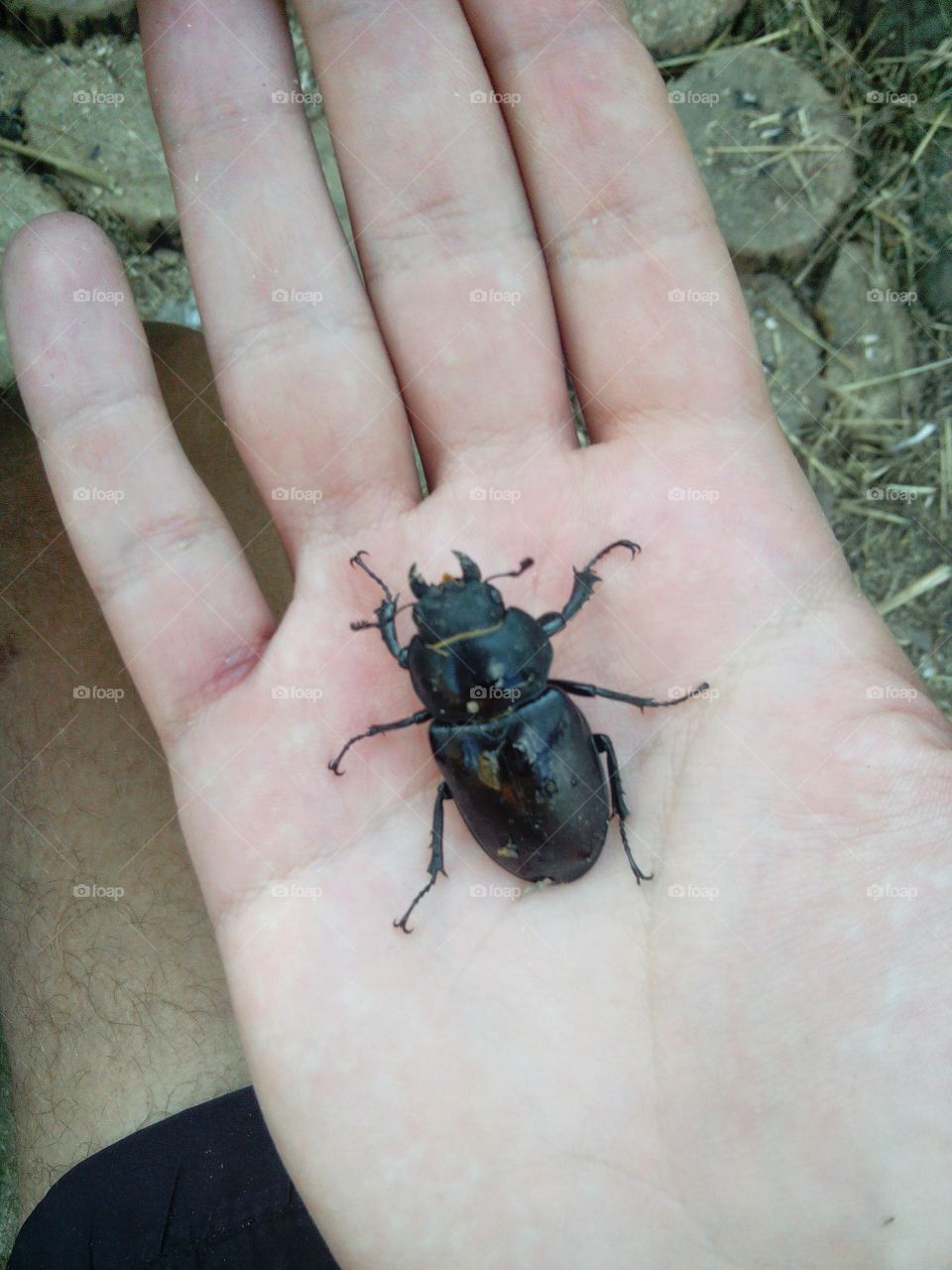 большой жук