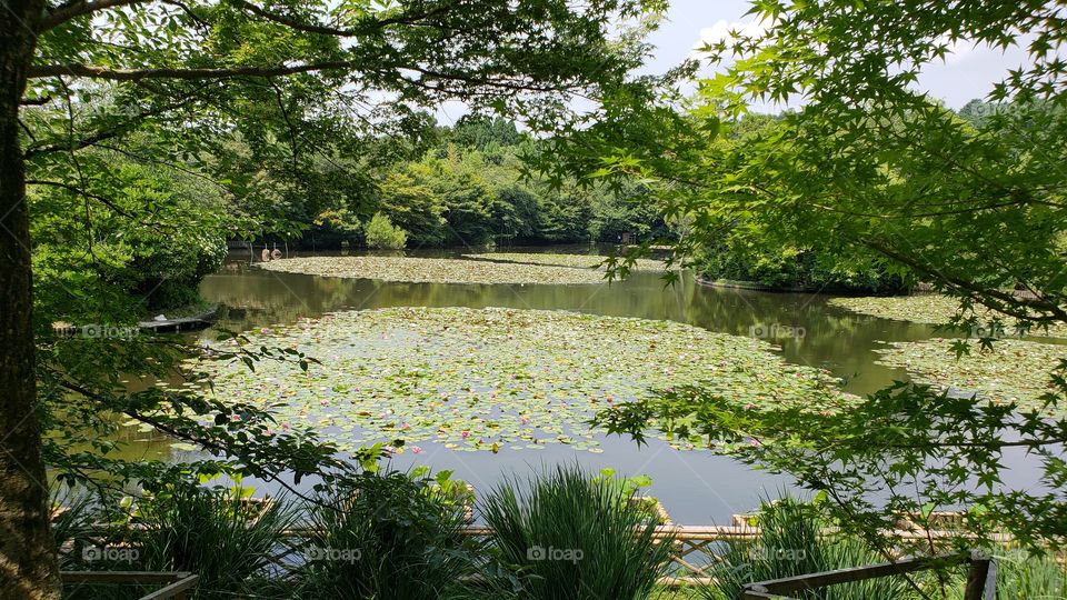 Looking Across The Pond - Kyoto Japan