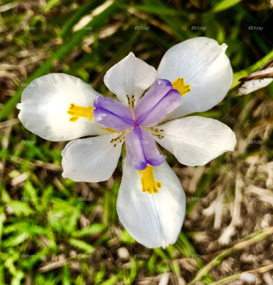 Amazing Lilly from around the lake