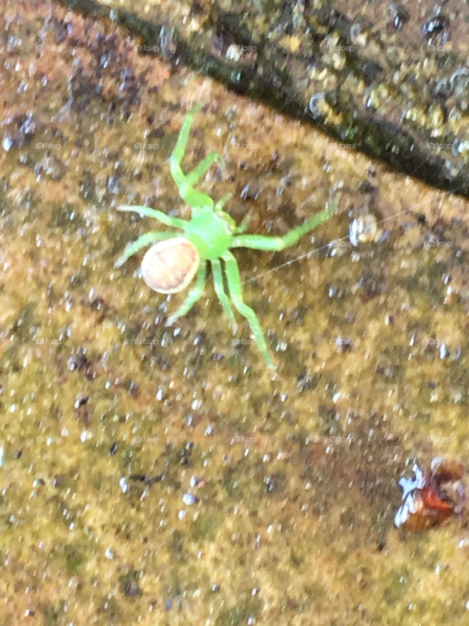 Green crab spider 