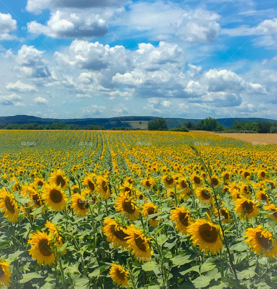 Large Sunflowers Field 