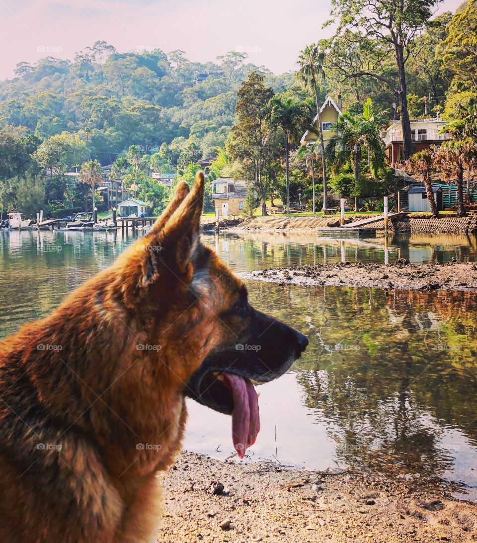 German Shepherd at the river with reflections on the water 