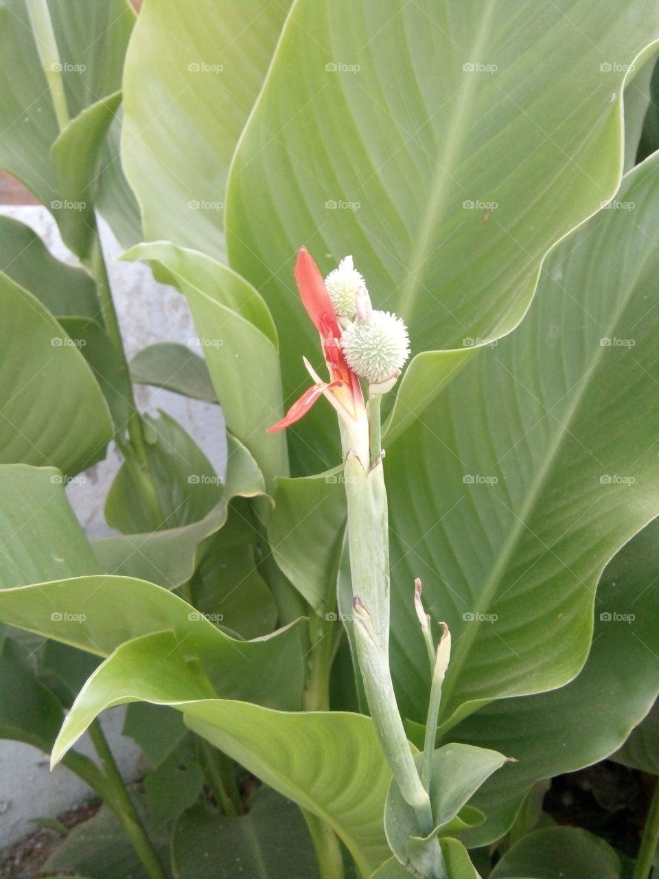 best flower,flower,lovely flower picture,new flower photo,A great photo,a photo for everyone,a memorable photo,a no.  photo,a cherished photo,a beautiful photo,a great photo for the best people, a sample of beautiful photography