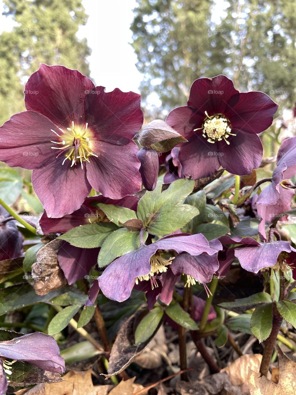 dark burgundy hellebore in the park