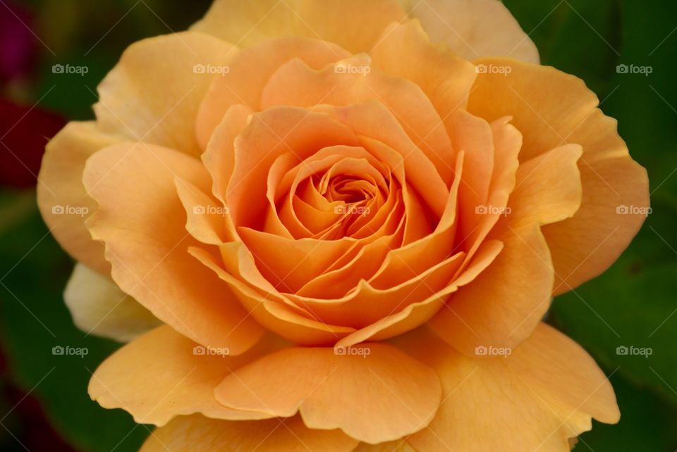 Extreme close of orange rose