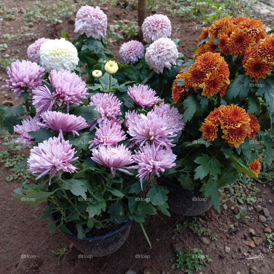 chrysanthemum is a type of flowering plant that is often grown as an ornamental plant