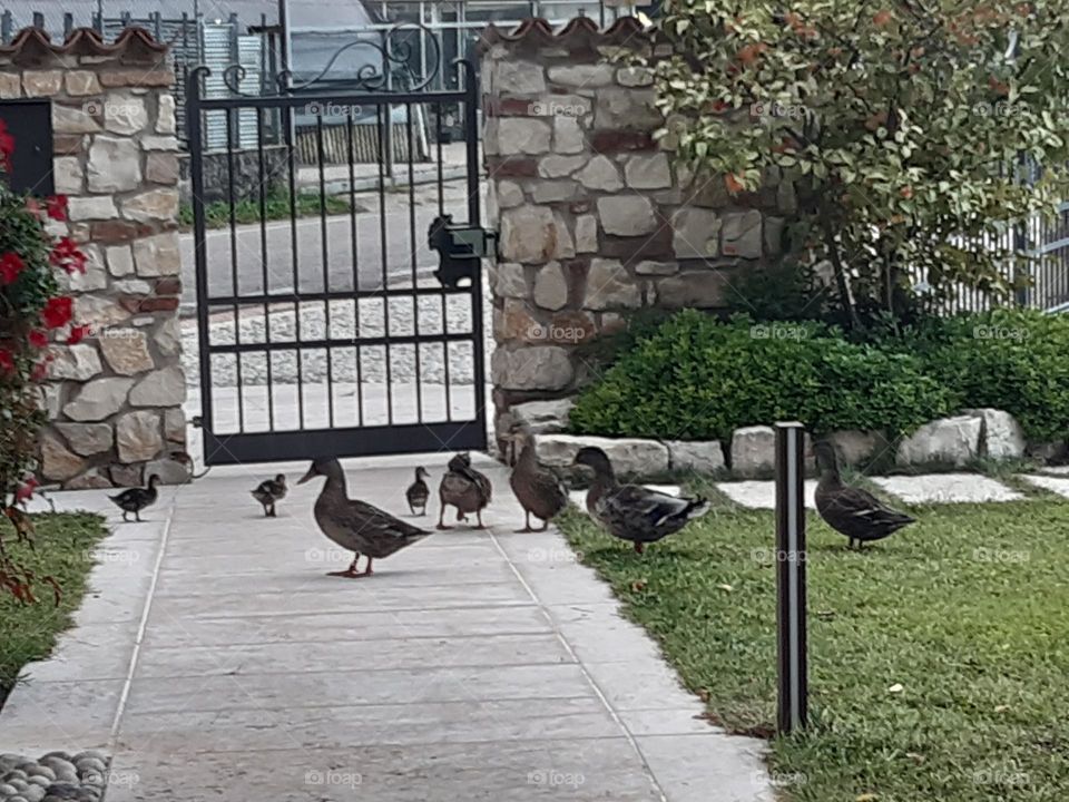 some big ducks with some little ducks walking in the garden