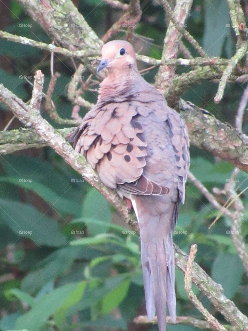 Mourning dove preening