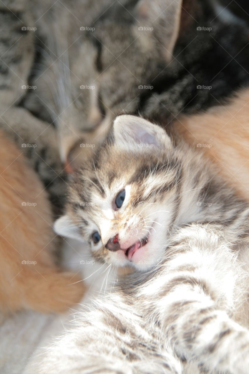 Close-up of a kitten