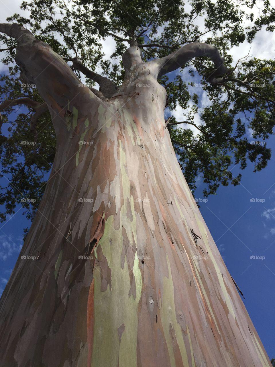 Looking up the massive trunk of a rainbow sycamore against a sunlit blue sky in Oahu, Hawaii
