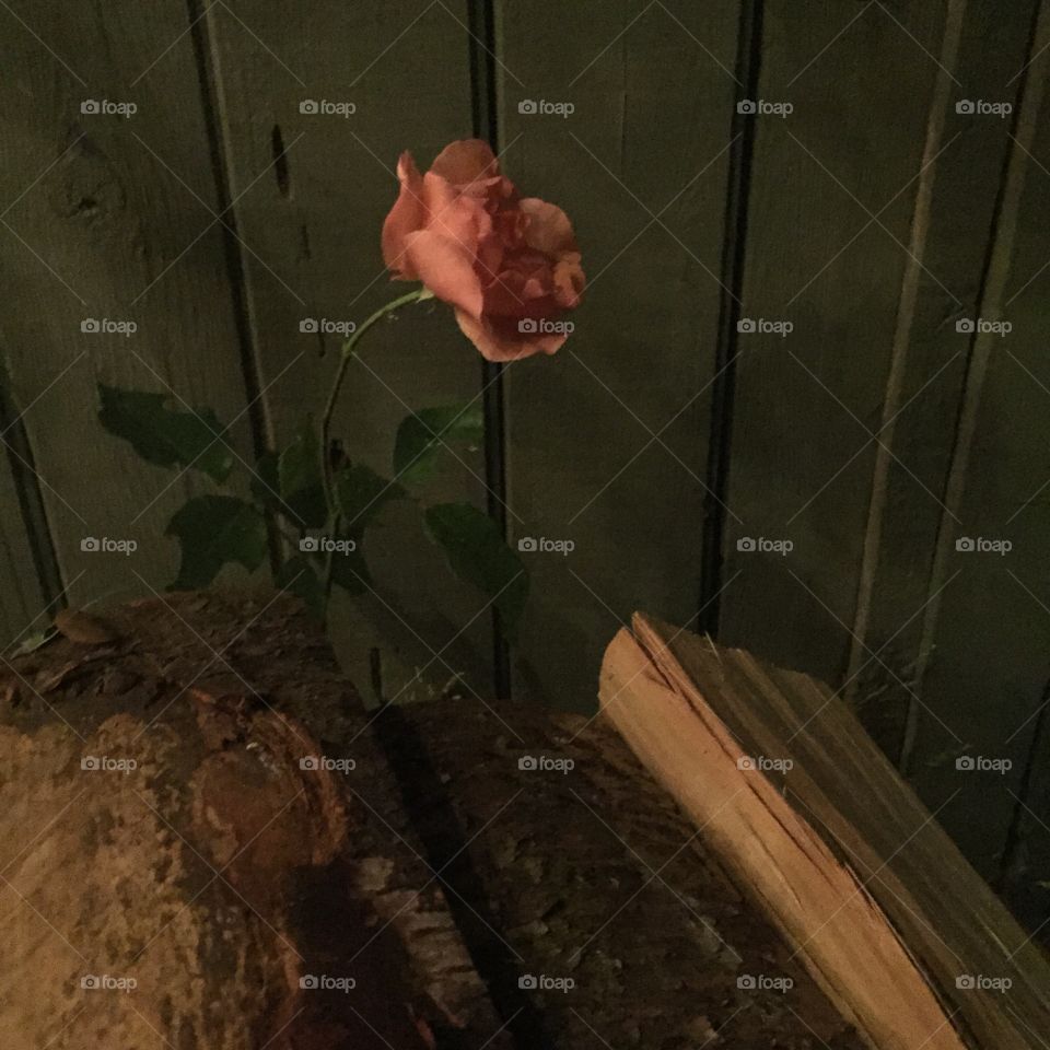 Night rose