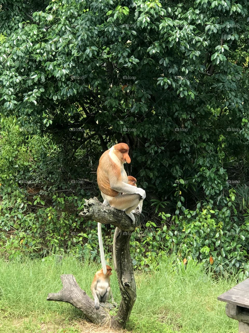 Proboscis Monkeys 