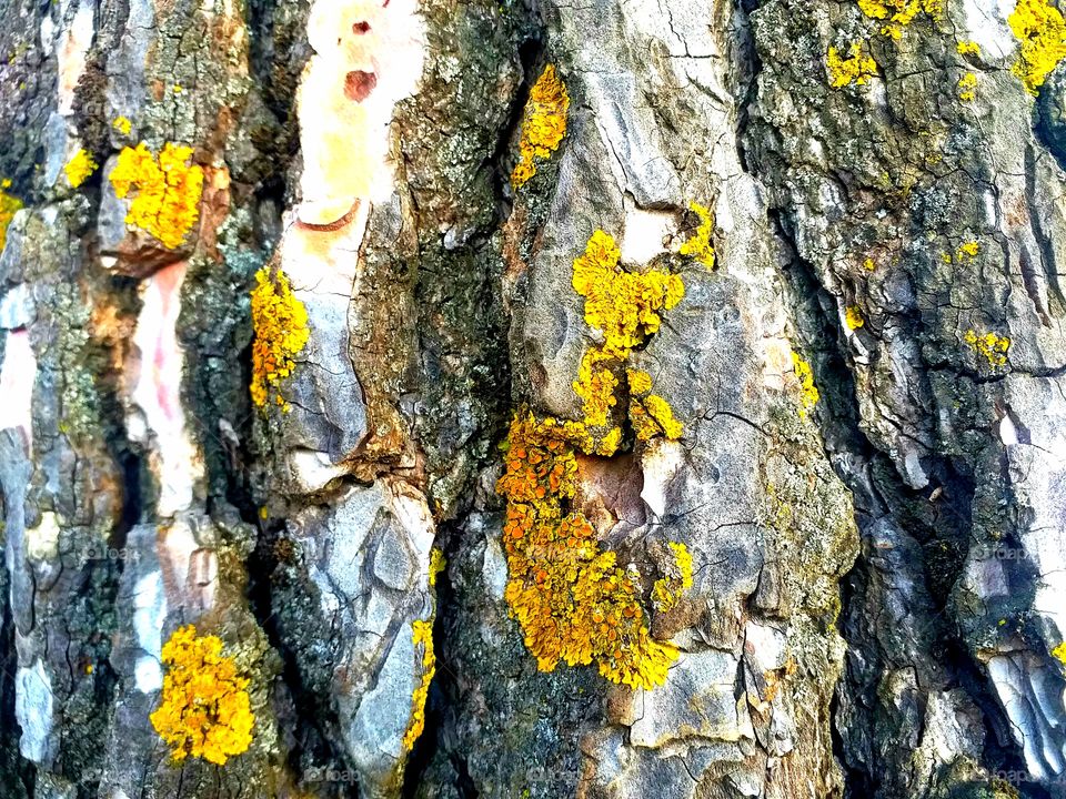 Tree trunk details