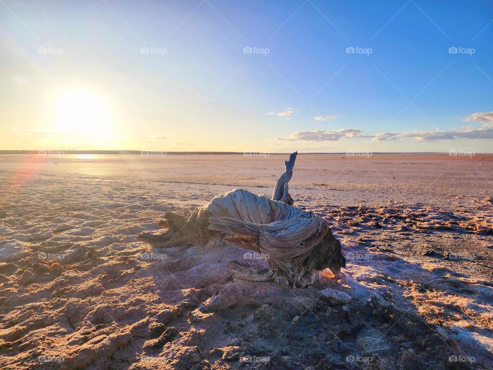 Salt lake drift wood