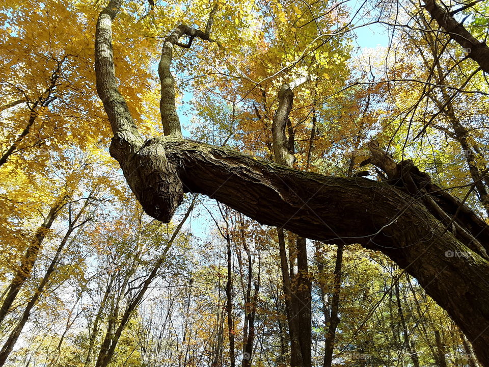 autumn forest unusual tree branches