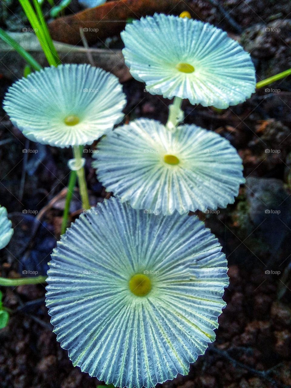Leucocoprinus fragilissimus commonly known as brittle dapperling is a species of gill fungus in the family Agaricaceae