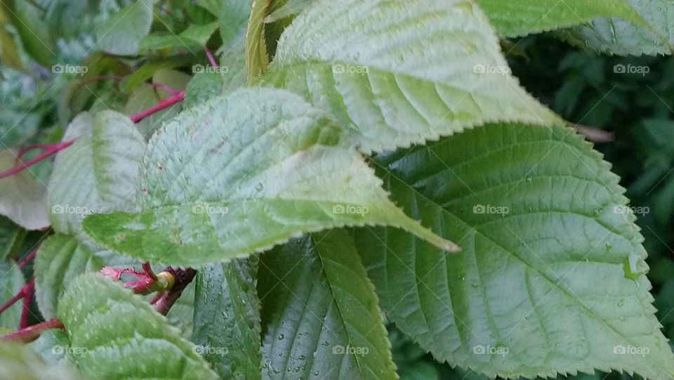 Forest in green and red